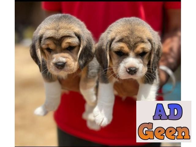 used BEAUTIFUL BEAGLE PUPPIES AVAILABLE FOR CARING HOME for sale 